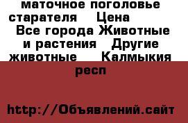 маточное поголовье старателя  › Цена ­ 2 300 - Все города Животные и растения » Другие животные   . Калмыкия респ.